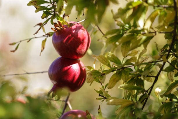 خرید انار قرمز + فروش عمده